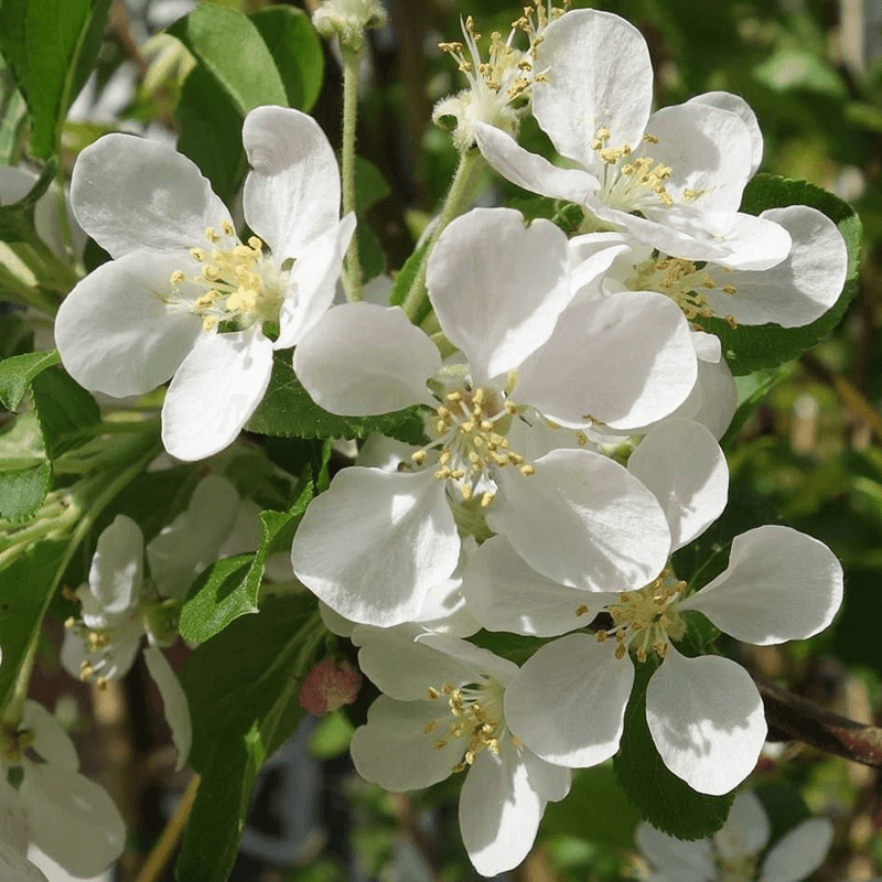 Malus Flower seeds for Planting Low Maintenance Heirloom & GMO Free Seeds for Home Garden
Sale for planting in home garden