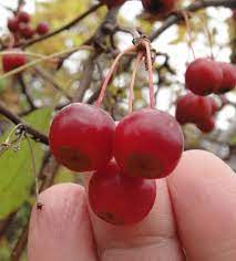 Malus sargentii Sargent’s crabapple seeds growing into ornamental small tree