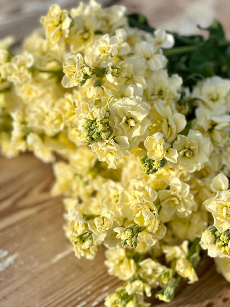 Light Yellow Matthiola Flower Seeds – Vibrant Colors Heirloom & NonGMO Seeds for Home Garden
Sale