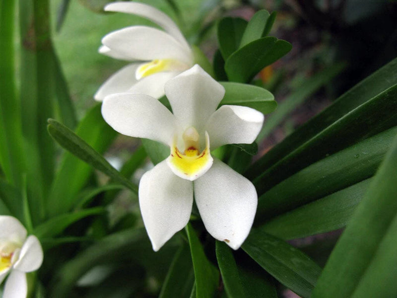 White Mix Cymbidium Maxillaria Flower Seeds for Planting Sun Loving Heirloom & GMO Free Seeds for Home Garden
Sale