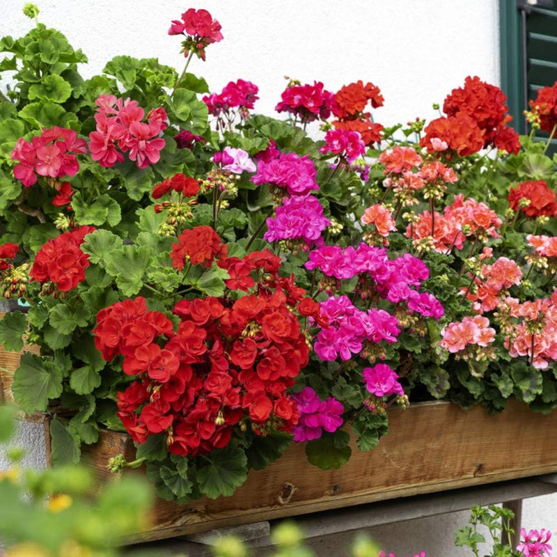 Mixed Geranium Flower Seeds for Planting