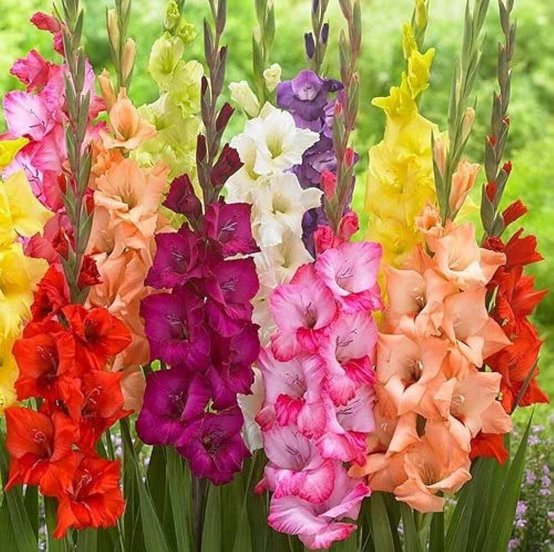 Mixed Gladiolus bulbs for colorful outdoor garden planting.