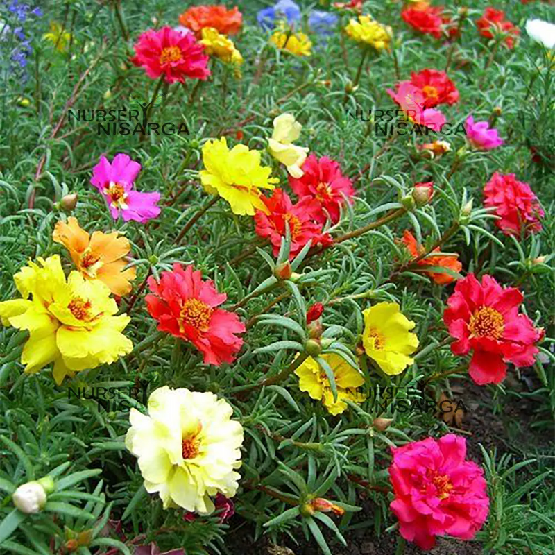 White Pink Moss Rose Flower seeds for Planting - Perfect for Borders, Heirloom & GMO Free Seeds for Home Garden
Sale