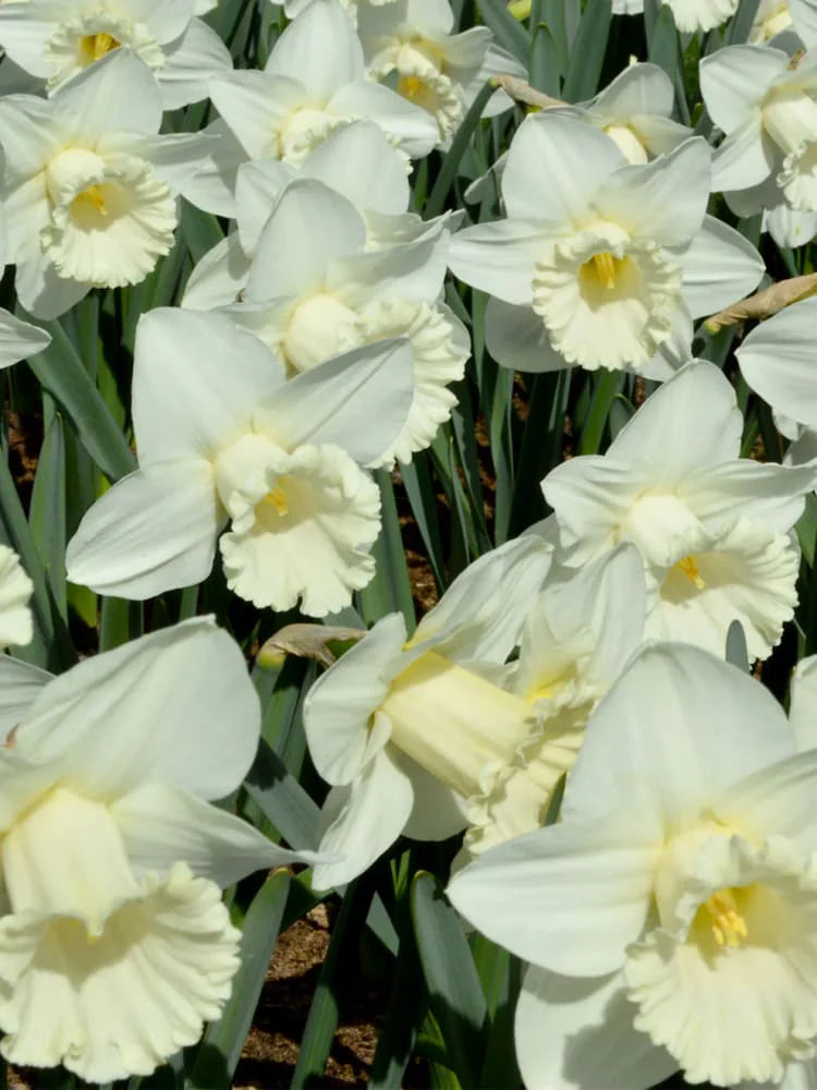 Green White Narcissus Flower Seeds for Planting Premium Quality Heirloom & GMO Free Seeds for Home Garden
Sale