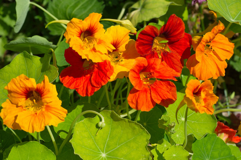 Sturt's Red Flower Seeds for Planting - Vibrant Blooms for Your Garden