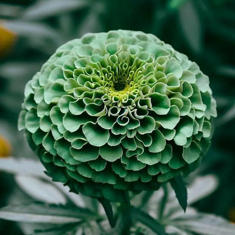 Green Zinnia Elegans Flower seeds for Planting Premium Quality Heirloom & GMO Free Seeds for Home Garden
Sale seeds for home garden planting