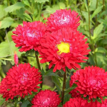 Red China Aster Flower Seeds for Planting Cut Flower Favorite Heirloom & GMO Free Seeds for Home Garden
Sale
