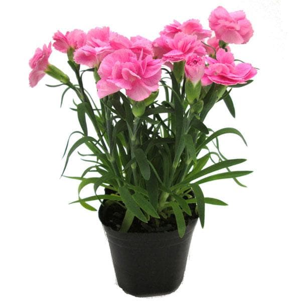 Pale Pink Carnation Flower Seeds Shade Tolerant Heirloom & GMO Free Seeds for Home Garden
Sale
