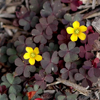 Yellow Brown Oxalis Flower Seeds for Planting Cut Flower Favorite Heirloom & GMO Free Seeds for Home Garden
Sale