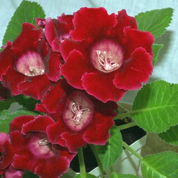 Red Gloxinia Sinningia Flower Seeds for Planting Easy to Grow Heirloom & GMO Free Seeds for Home Garden
Sale