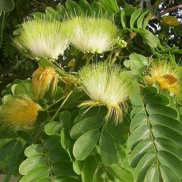 Cream Albizia Flower Seeds for Planting Hardy Variety Heirloom & GMO Free Seeds for Home Garden
Sale