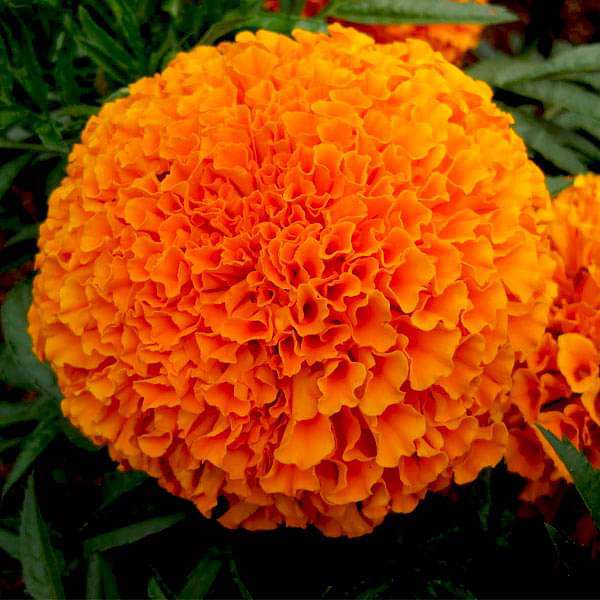 Orange Marigold Flower seeds for Planting Fragrant Blossoms Heirloom & GMO Free Seeds for Home Garden
Sale