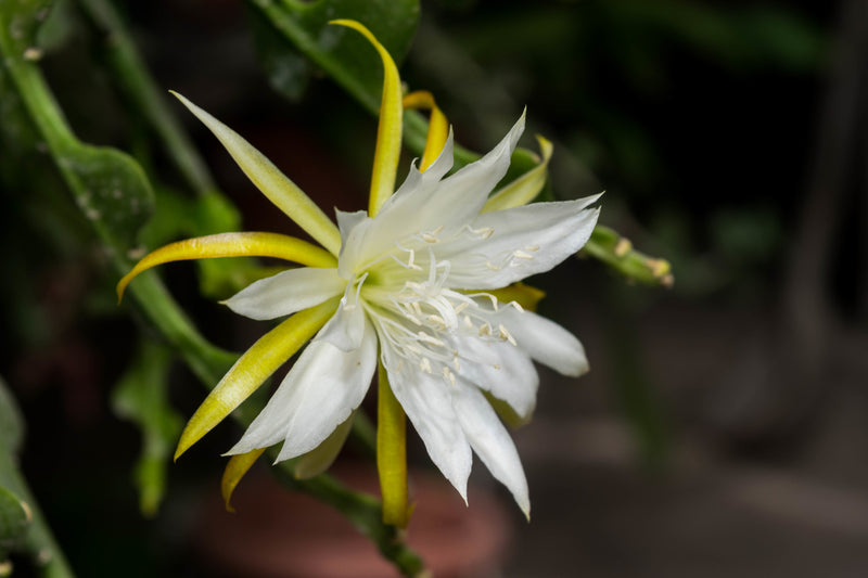 Yellow White Nopalxochia Seeds Easy to Grow Heirloom & GMO Free Seeds for Home Garden
Sale