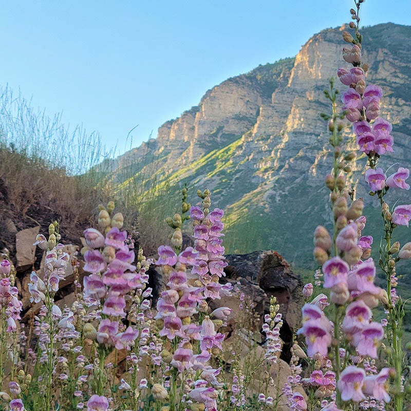 Pink Palmers Penstemon Seeds for Planting Vibrant Perennial Flower Seeds for Your Garden