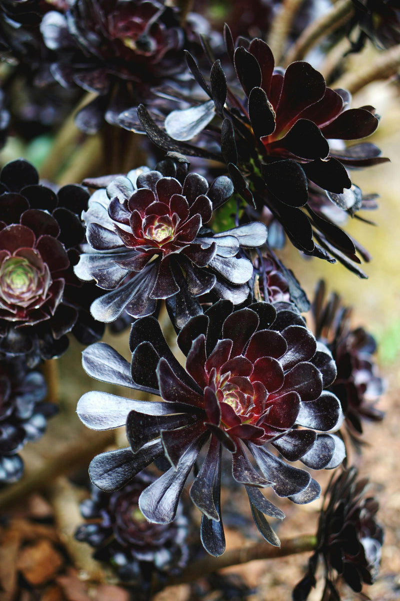Black Succulent Flower Seeds Drought Tolerant Heirloom & GMO Free Seeds for Home Garden
Sale