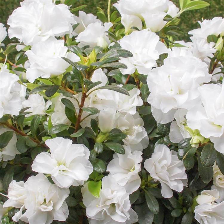 White Azalea Flower Seeds for Planting Pollinator Friendly Heirloom & GMO Free Seeds for Home Garden
Sale