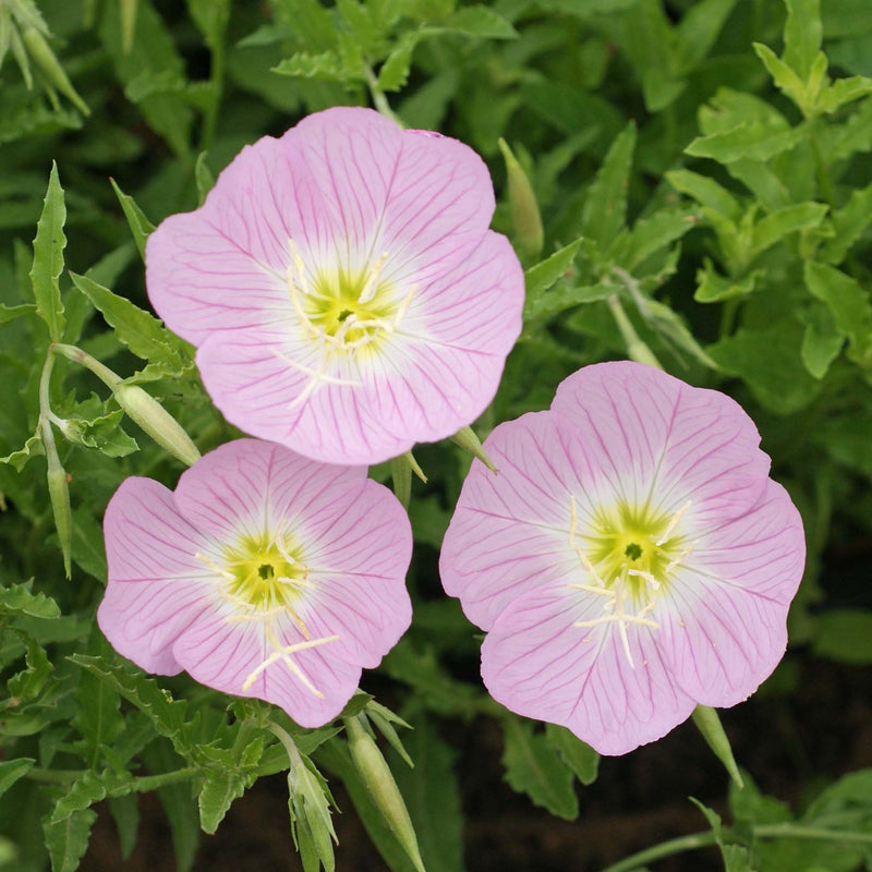 Pink Primrose Flower Seeds for Planting