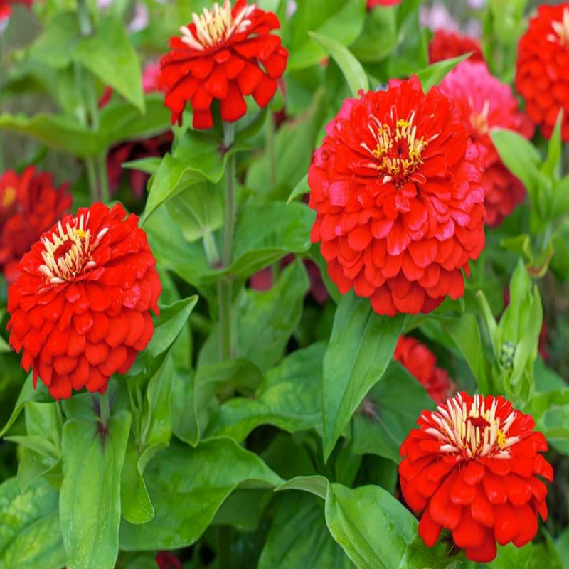 Light (Light Red) seeds for planting in home garden
