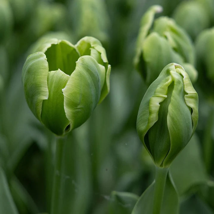 Green Tulip Flower Seeds – Cottage Garden Essential Heirloom & NonGMO Seeds for Planting Home Garden
Sale