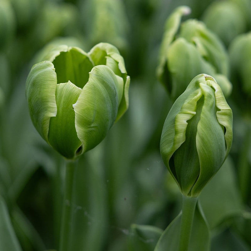 Green Tulip Flower seeds for Planting - Perfect for Borders, Heirloom & GMO Free Seeds for Home Garden
Sale for planting in home garden