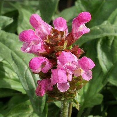 Grandiflora Rubra Flower seeds for Planting - Shade Tolerant, Heirloom & GMO Free Seeds for Home Garden
