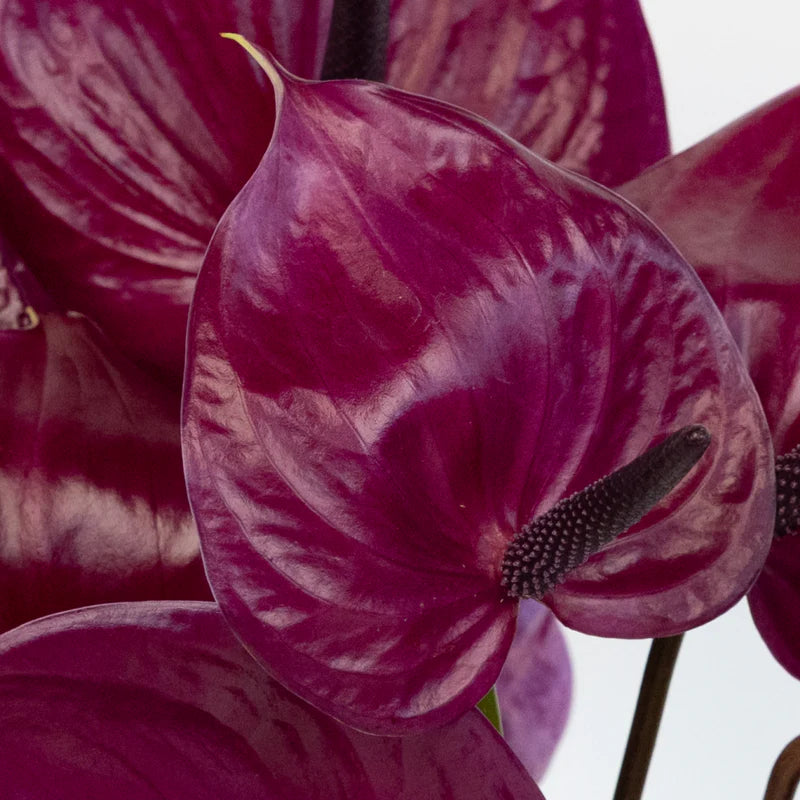 Dark Violet Anthurium Flower Seeds for Planting Wildflower Mix Heirloom & GMO Free Seeds for Home Garden
Sale