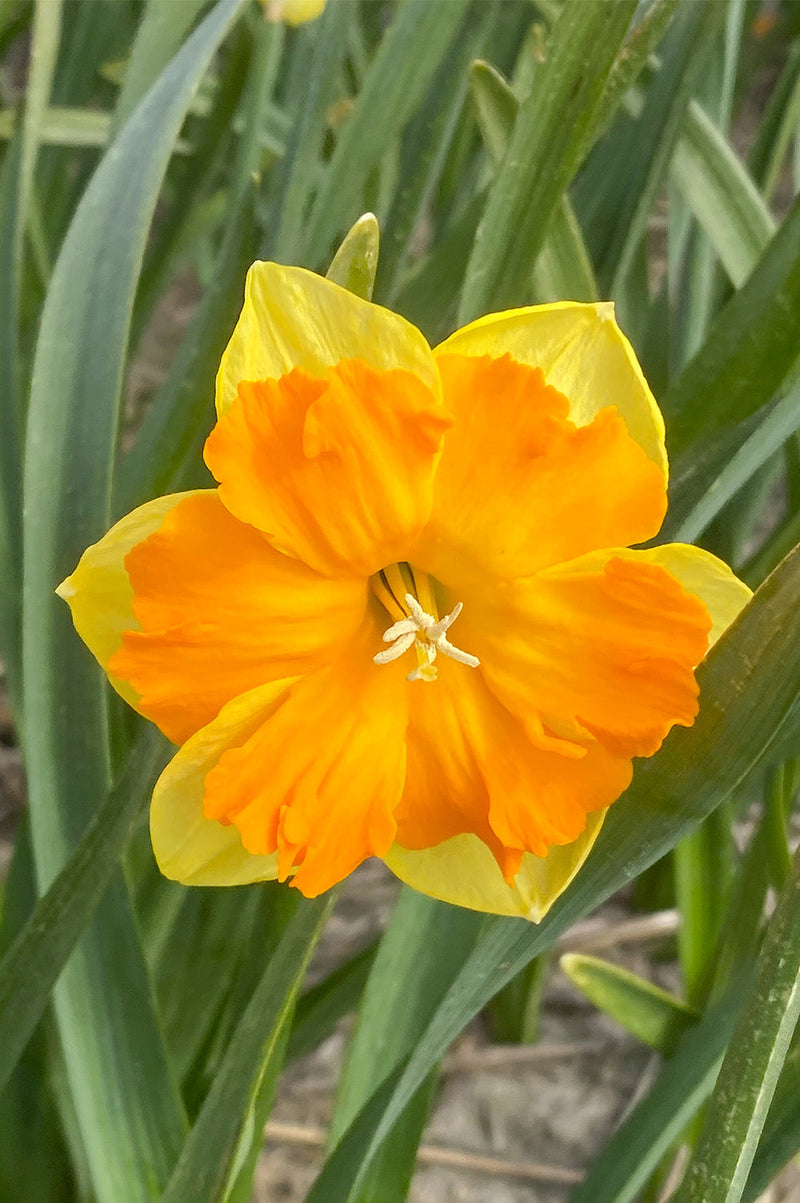 Yellow Orange Daffodil Flower Seeds Cut Flower Favorite Heirloom & GMO Free Seeds for Home Garden
Sale