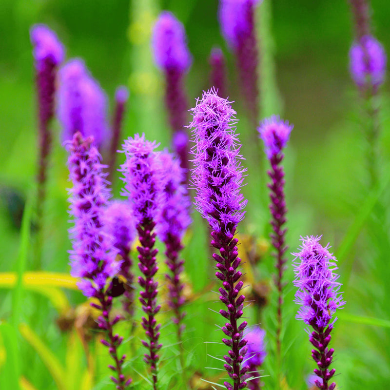 Liatris Flower Seeds for Planting Vibrant Perennial Blooms