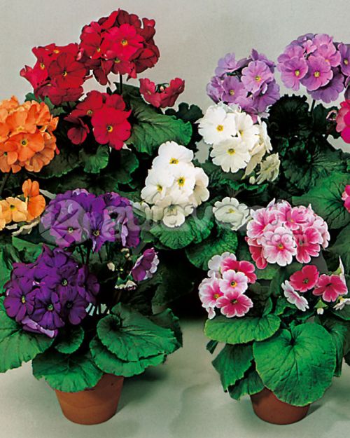 Mixed Primula Flower Seeds – Wildflower Mix Heirloom & NonGMO Seeds for Planting Home Gardens
Sale