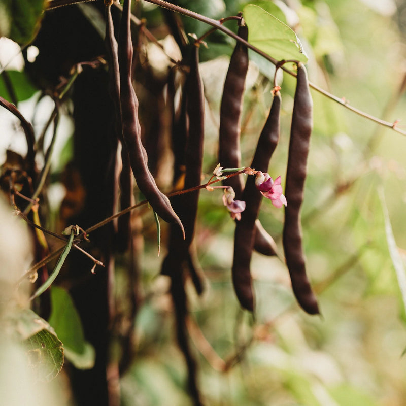 Brown Bean Seeds for Planting High Yield Vegetable Seeds