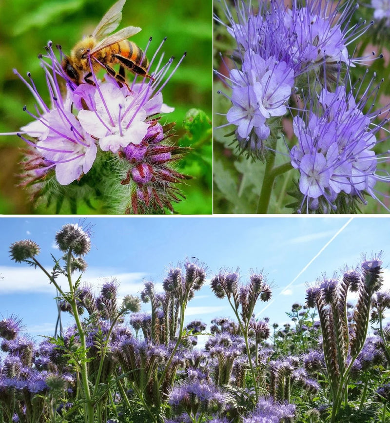 Purple Phacelia Flower seeds for Planting - Garden Favorite, Heirloom & GMO Free Seeds for Home Garden