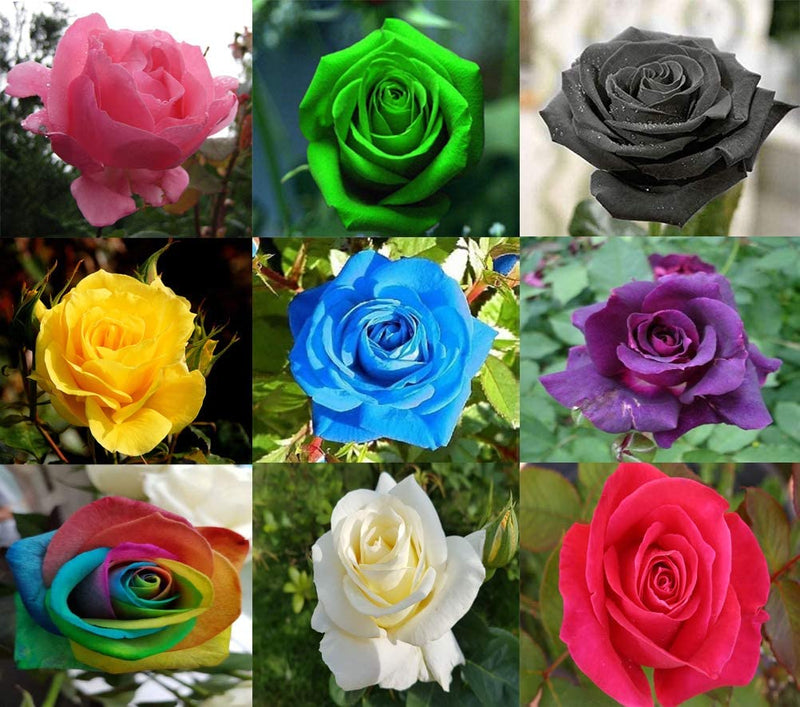 Black MultiColor Rose Flower Seeds for Planting Cottage Garden Essential Heirloom & GMO Free Seeds for Home Garden Sale