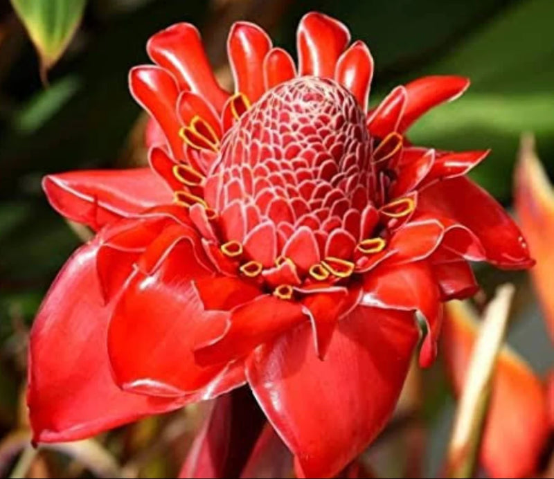 Torch Ginger Flower seeds for Planting Fragrant Blossoms Heirloom & GMO Free Seeds for Home Garden
Sale