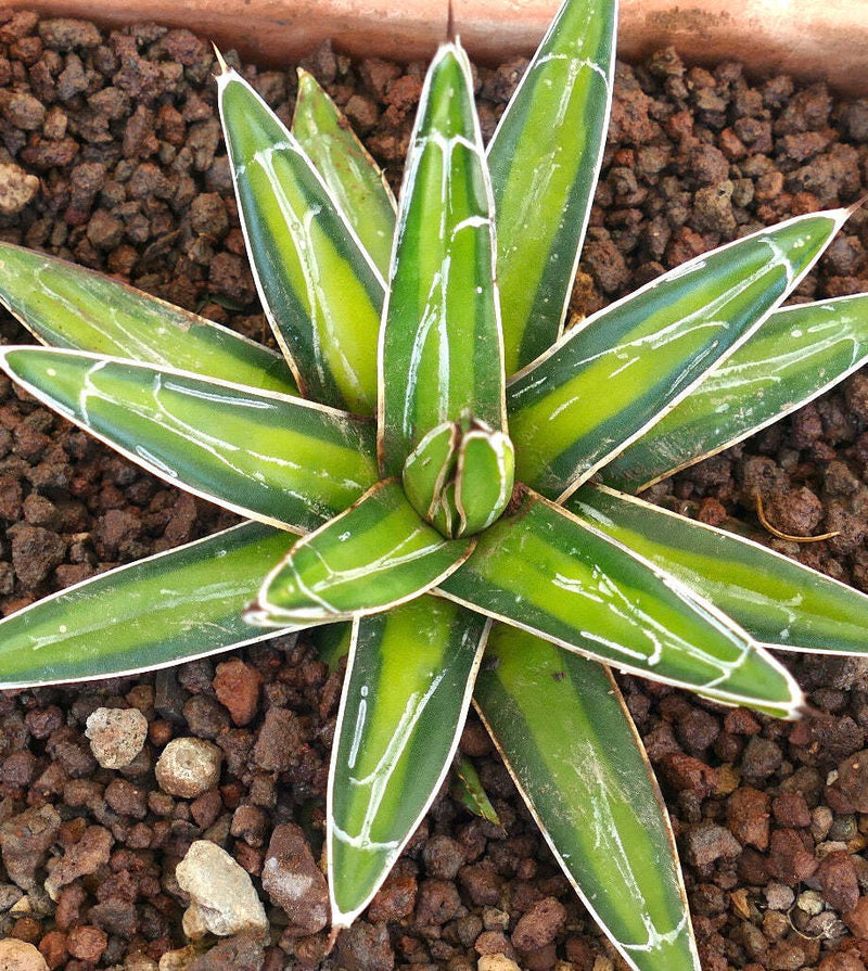 Green Victoria Agave Utahensis Flower seeds for Planting - Colorful Display, Heirloom & GMO Free Seeds for Home Garden