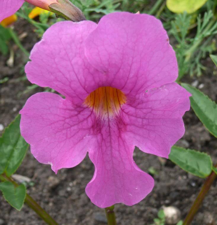 Incarvilla Flower seeds for Planting - Vibrant Colors, Heirloom & GMO Free Seeds for Home Garden
Sale seeds for home garden