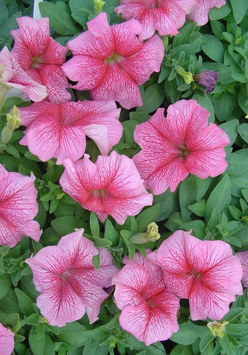 Light Pink Red Petunia Flower Seeds for Planting Heirloom NONGMO Easy Grow Garden Blooms Easy to Grow
Sale