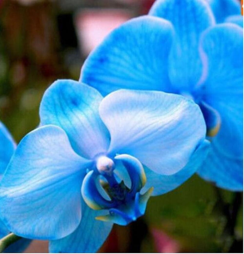 Blue White Phalaenopsis Orchid Flower Seeds for Planting Cottage Garden Essential Heirloom & GMO Free Seeds for Home Garden
Sale