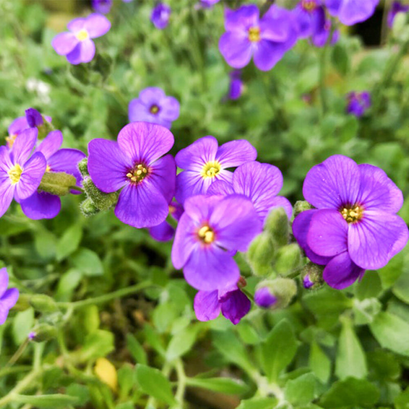 Mixed Aubrieta Flower Seeds for Planting Sun Loving Heirloom & GMO Free Seeds for Home Garden
Sale
