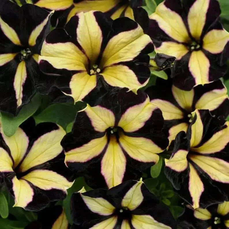 Black Yellow Petunia Flower seeds for Planting Perfect for Borders Heirloom & GMO Free Seeds for Home Garden