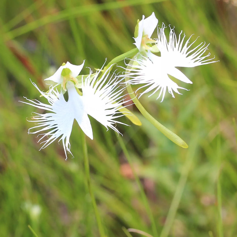 White Egret Flower seeds for Planting Drought Tolerant Heirloom & GMO Free Seeds for Home Garden
Sale