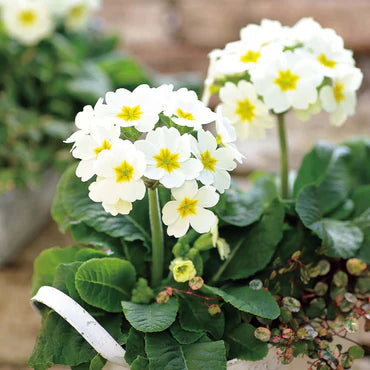 Green White Primula Flower Seeds – Seasonal Bloomer Heirloom & NonGMO for Home Garden
Sale