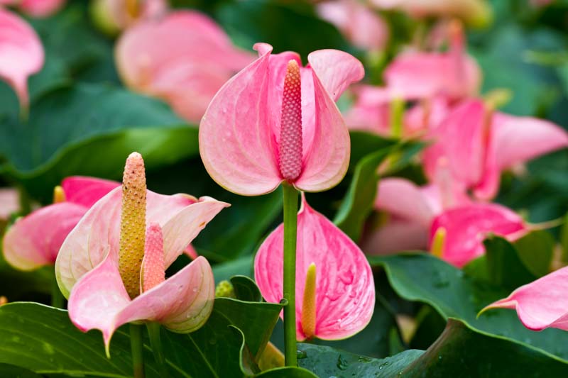 Pale Pink Anthurium Andraeanu Seeds for Planting - Vibrant Blooms for Your Garden
