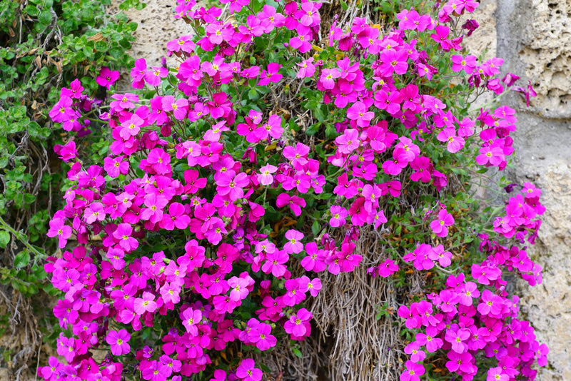 Light Pink Rock CRESS Flower Seeds for Planting Easy-Grow Perennial Seeds