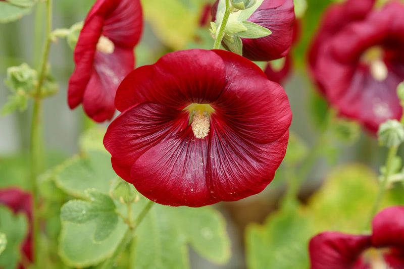 Dark Red Althaea Rosea Flower Seeds for Planting – Heirloom NonGMO Seeds for Your Garden Hardy Variety
Sale