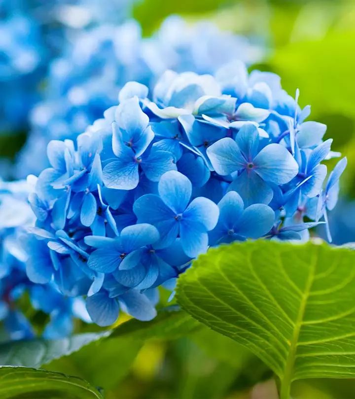 Sky Blue Geranium Flower Seeds for Planting