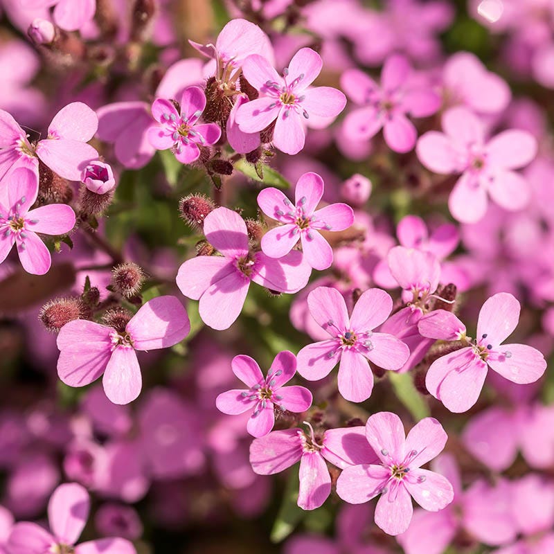 Saponaria Ocymoides Flower seeds for Planting Garden Favorite Heirloom & GMO Free Seeds for Home Garden