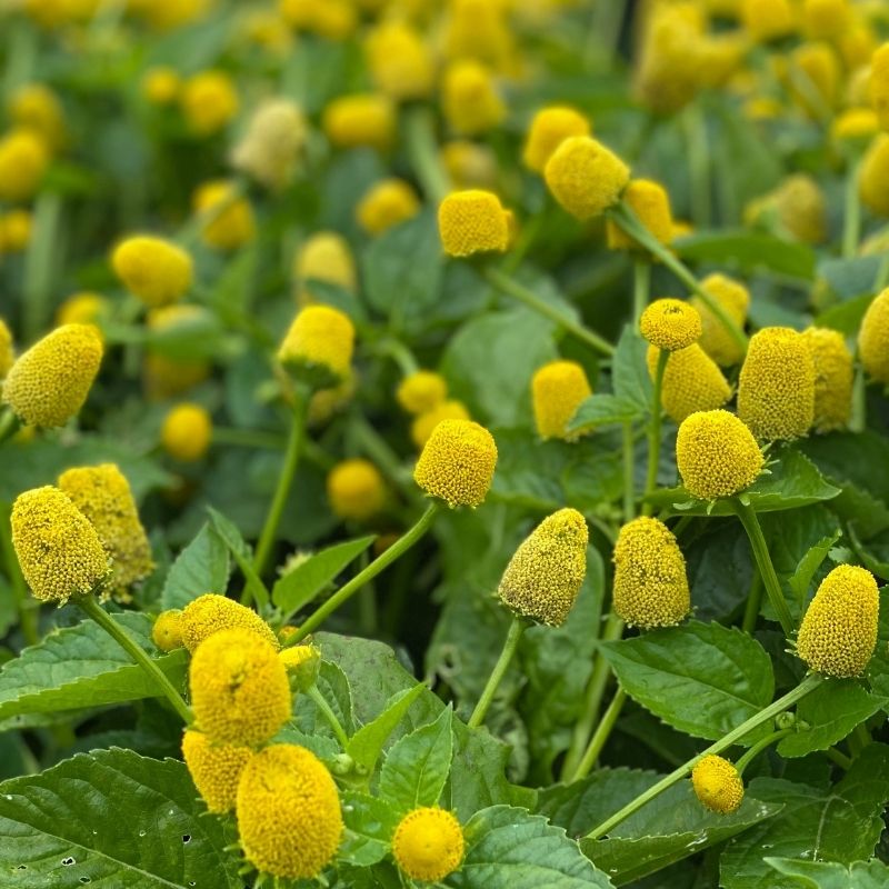 Yellow Spilanthes Flower seeds for Planting - Colorful Display, Heirloom & GMO Free Seeds for Home Garden