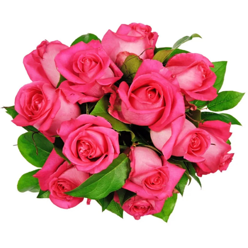 Soft Pink Rose Flower Seeds for Planting