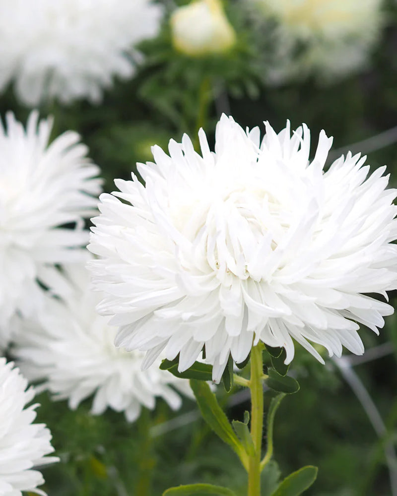 White Callistephus Flower Seeds Cottage Garden Essential Heirloom & GMO Free Seeds for Home Garden
Sale