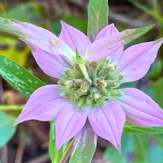 Purple Monarda Punctata Flower seeds for Planting Drought Tolerant Heirloom & GMO Free Seeds for Home Garden
Sale